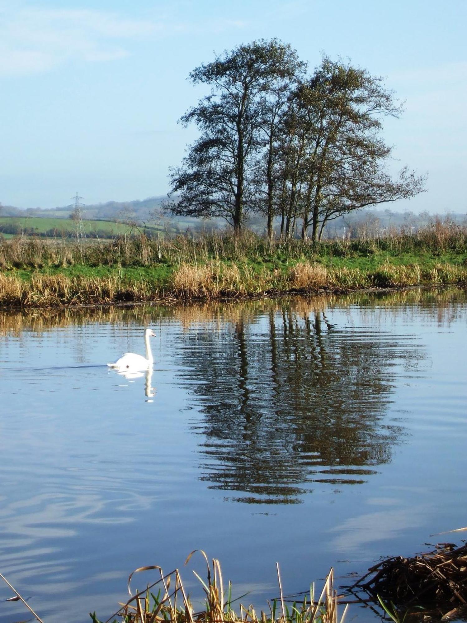 The Bower Inn Bridgwater Kültér fotó Swans on the River Wye